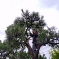 （埼玉県戸田市）庭木の剪定、手入れ、除草