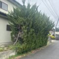三芳町でのカイズカの伐採・大きくなった庭木を安全に伐採した施工事例